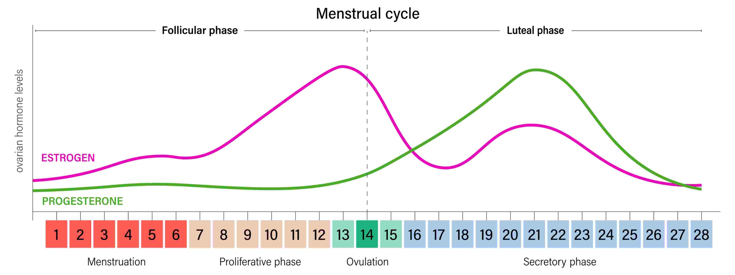 ciclo menstrual 2